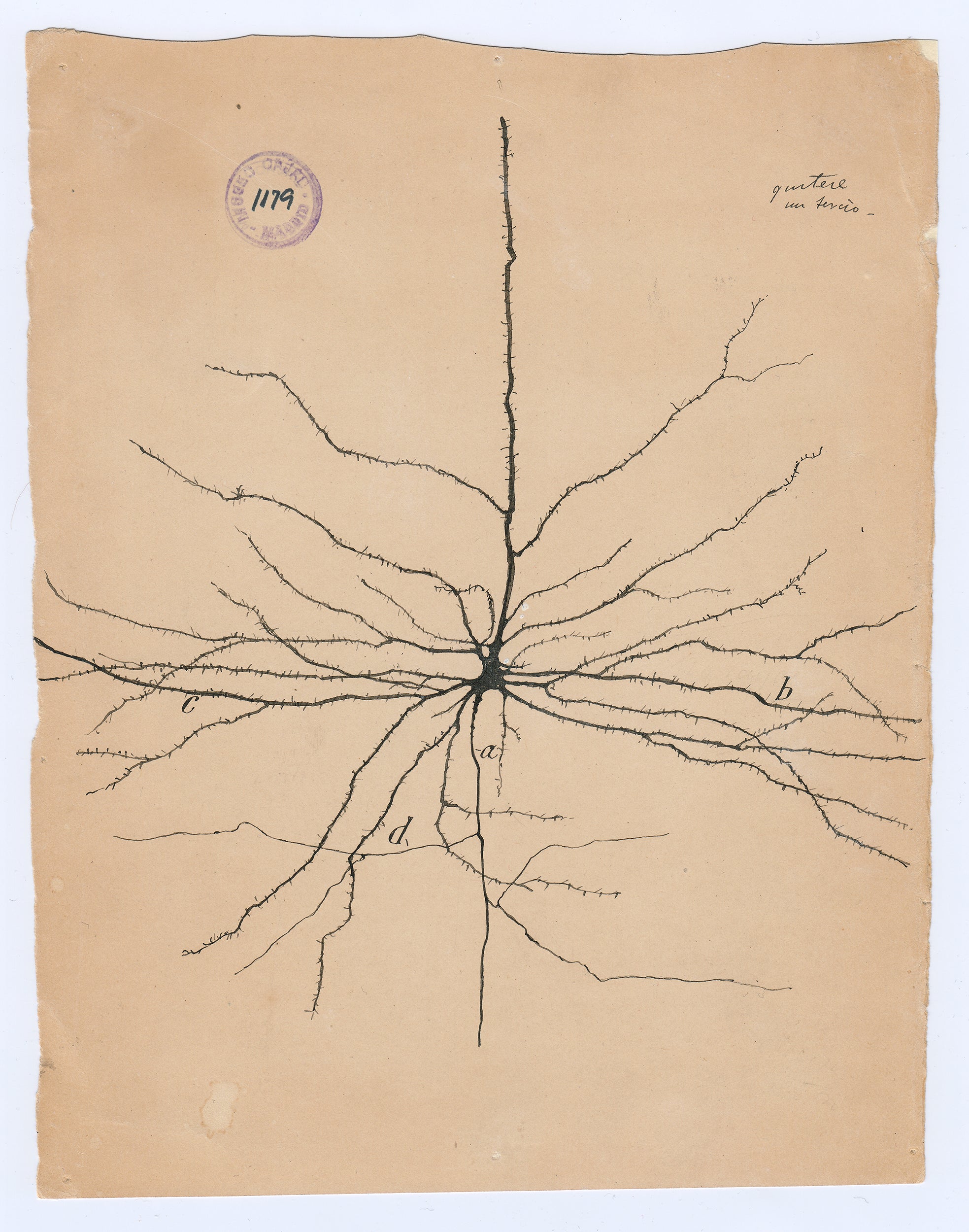 Santiago Ramón y Cajal, the Young Artist Who Grew Up to Invent